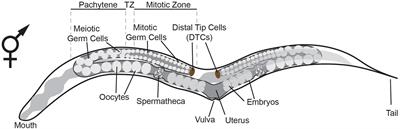 Induced Neurons From Germ Cells in Caenorhabditis elegans